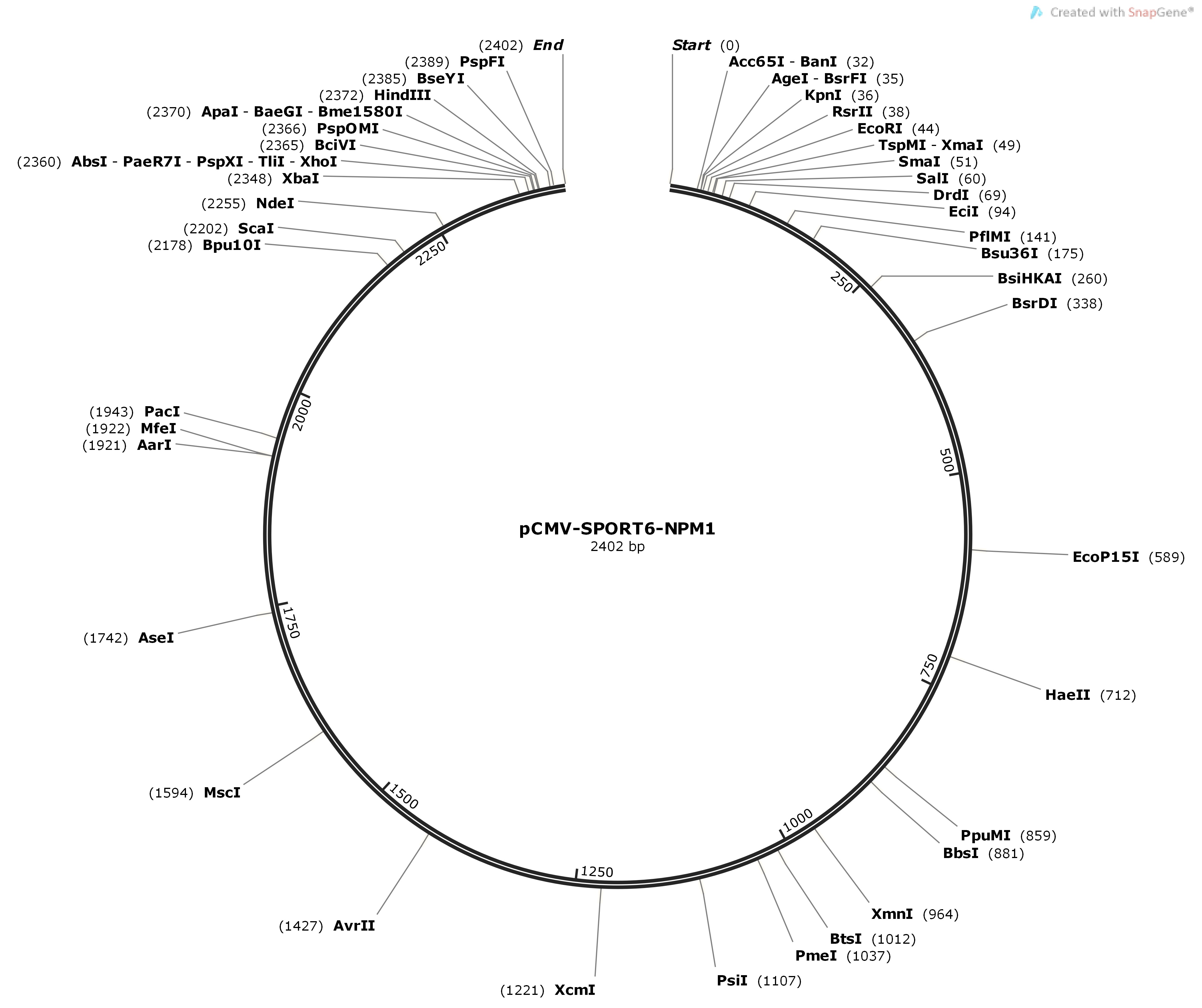 pCMV-SPORT6-NPM1Map