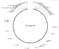 pCMV-SPORT6-NPM1Map