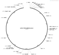 pCR4-TOPO-RRN3-humanMap