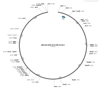pBlueScriptR-ACTL6B-humanMap