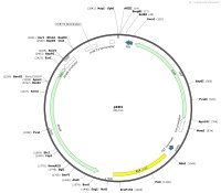 pKD3Map