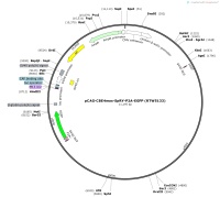 pCAG-CBE4max-SpRY-P2A-EGFP-RTW5133Map
