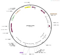 pTA7002-avrPtoMap