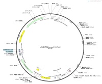 pCAG-FTO-human-3×FLAGMap