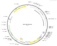 pEF1a-UB-3×Myc-NeoMap