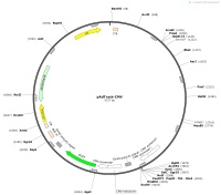 pAdTrack-CMVMap
