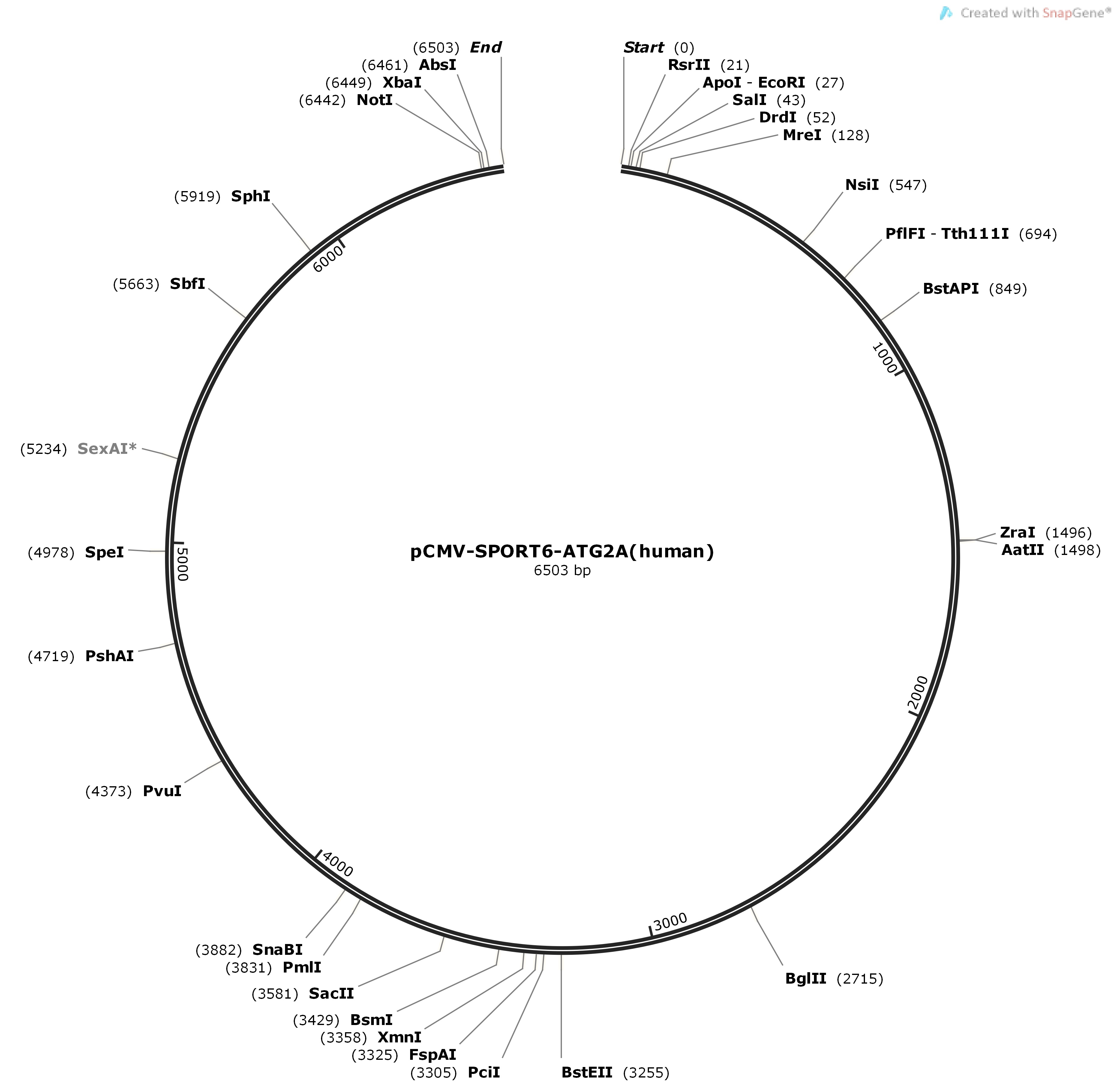 pCMV-SPORT6-ATG2A-humanMap