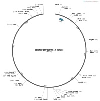 pBlueScriptR-ZDHHC19-humanMap