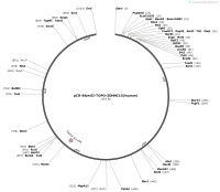 pCR-BluntII-TOPO-ZDHHC15-humanMap