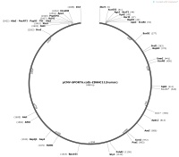 pCMV-SPORT6.ccdb-ZDHHC11-humanMap
