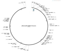 pBluescriptR-ZDHHC17-humanMap