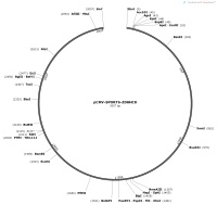 pCMV-SPORT6-ZDHHC8Map
