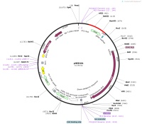 pHEE401Map