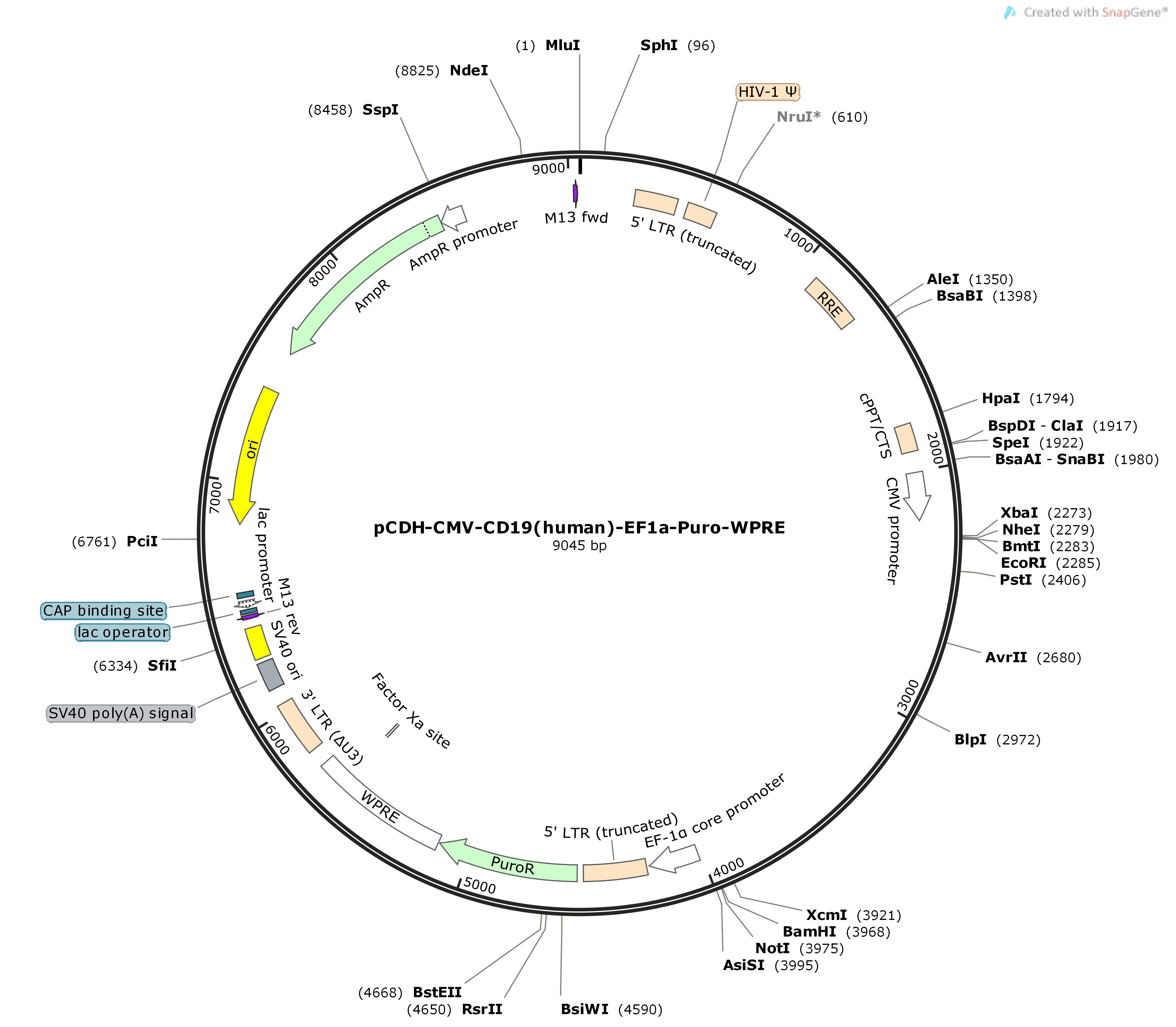 pCDH-CMV-CD19-human-EF1a-Puro-WPREMap