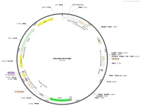 pSLCAR-CD19-BBzMap