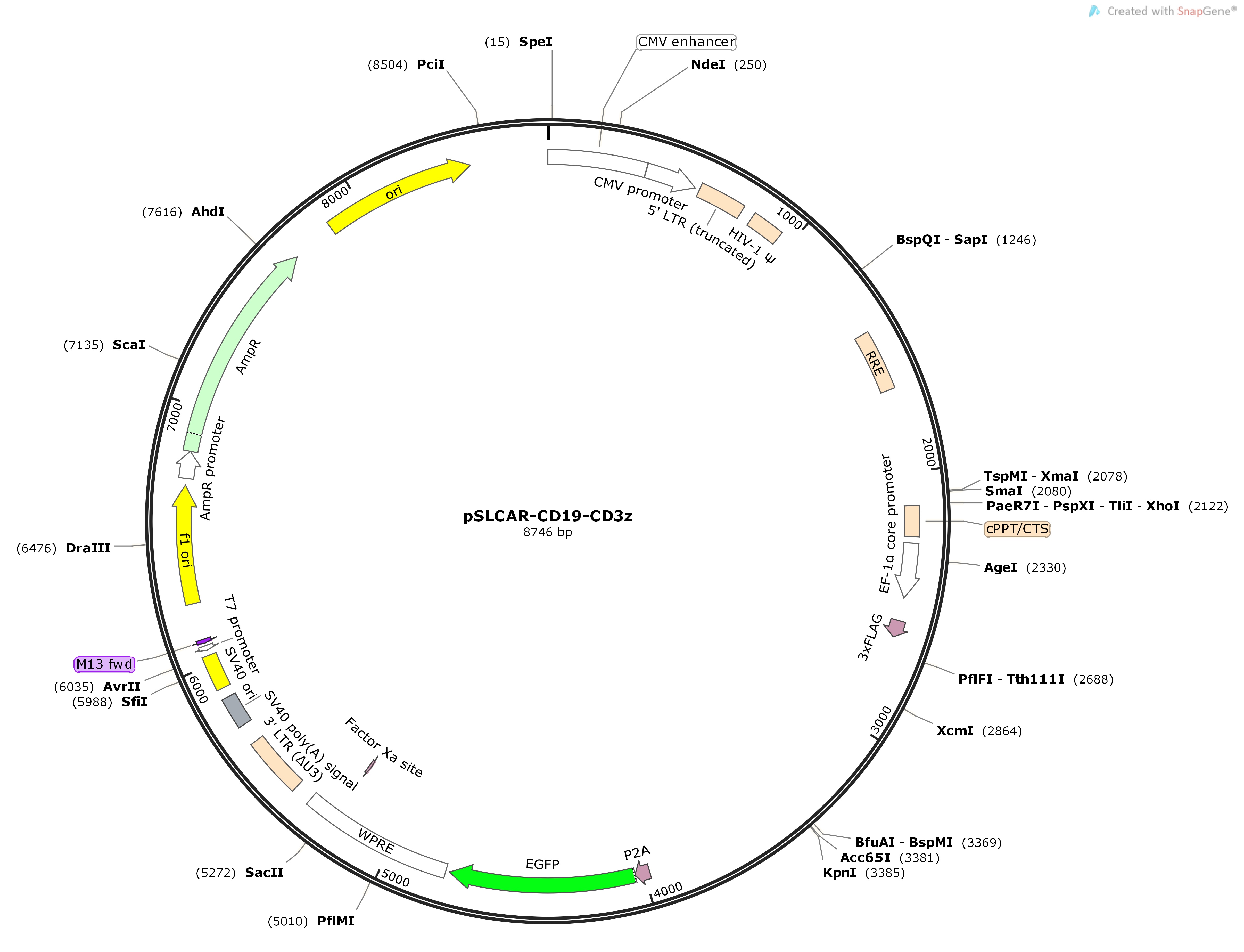 pSLCAR-CD19-CD3zMap