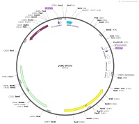 pCBC-DT1T2Map