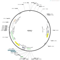 p6sheLLrMap