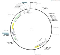 p45sheLLMap