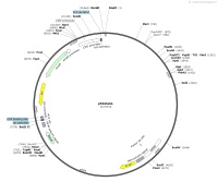 p52sheLLMap