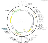 pcDNA3.1---T2R47Map