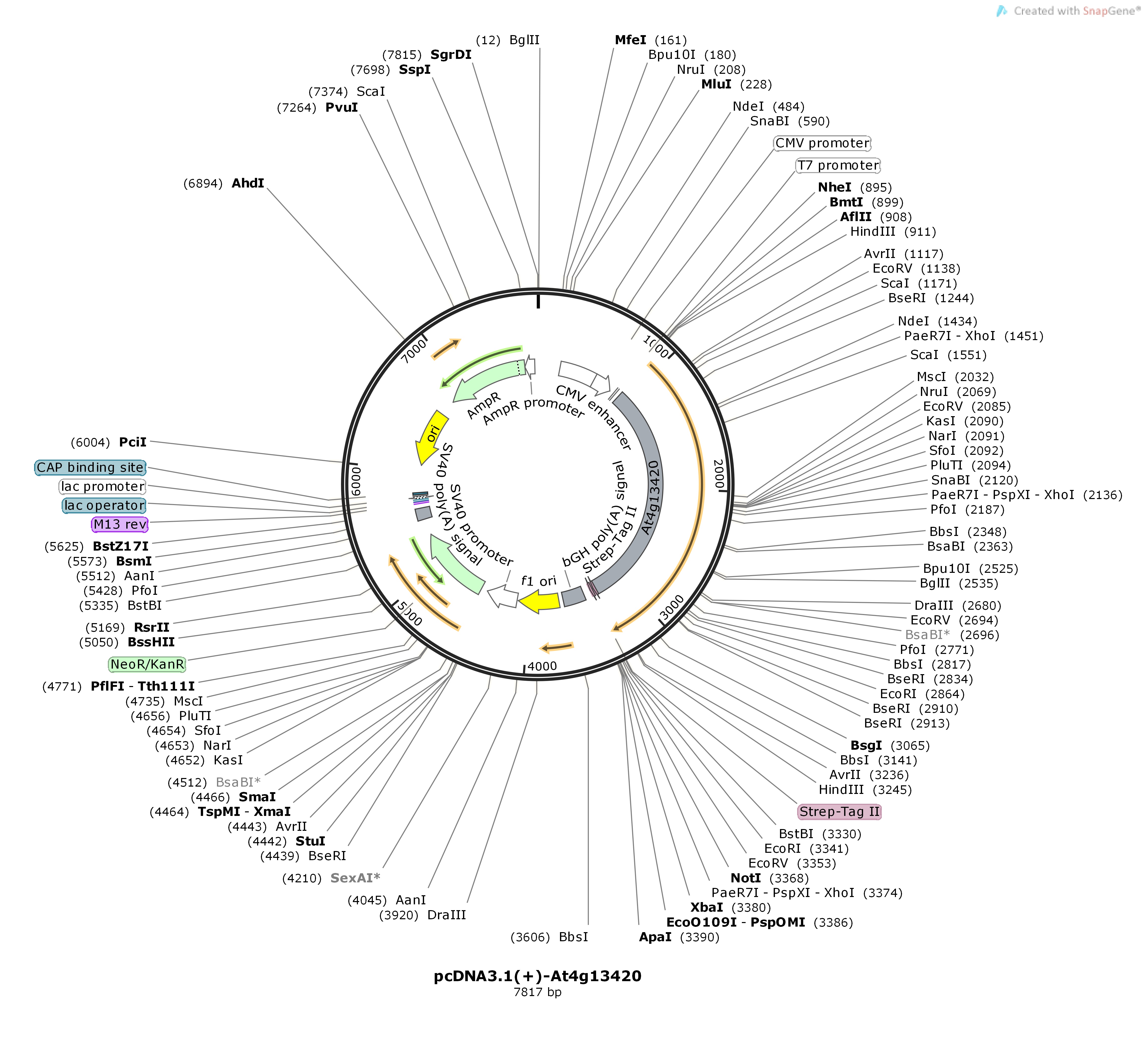 pcDNA3.1---At4g13420Map