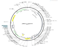 pcDNA3.1---At3g27170Map