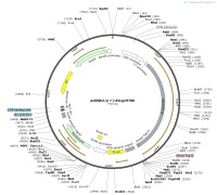 pcDNA3.1---At1g19780Map