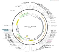 pcDNA3.1---At5g53130Map
