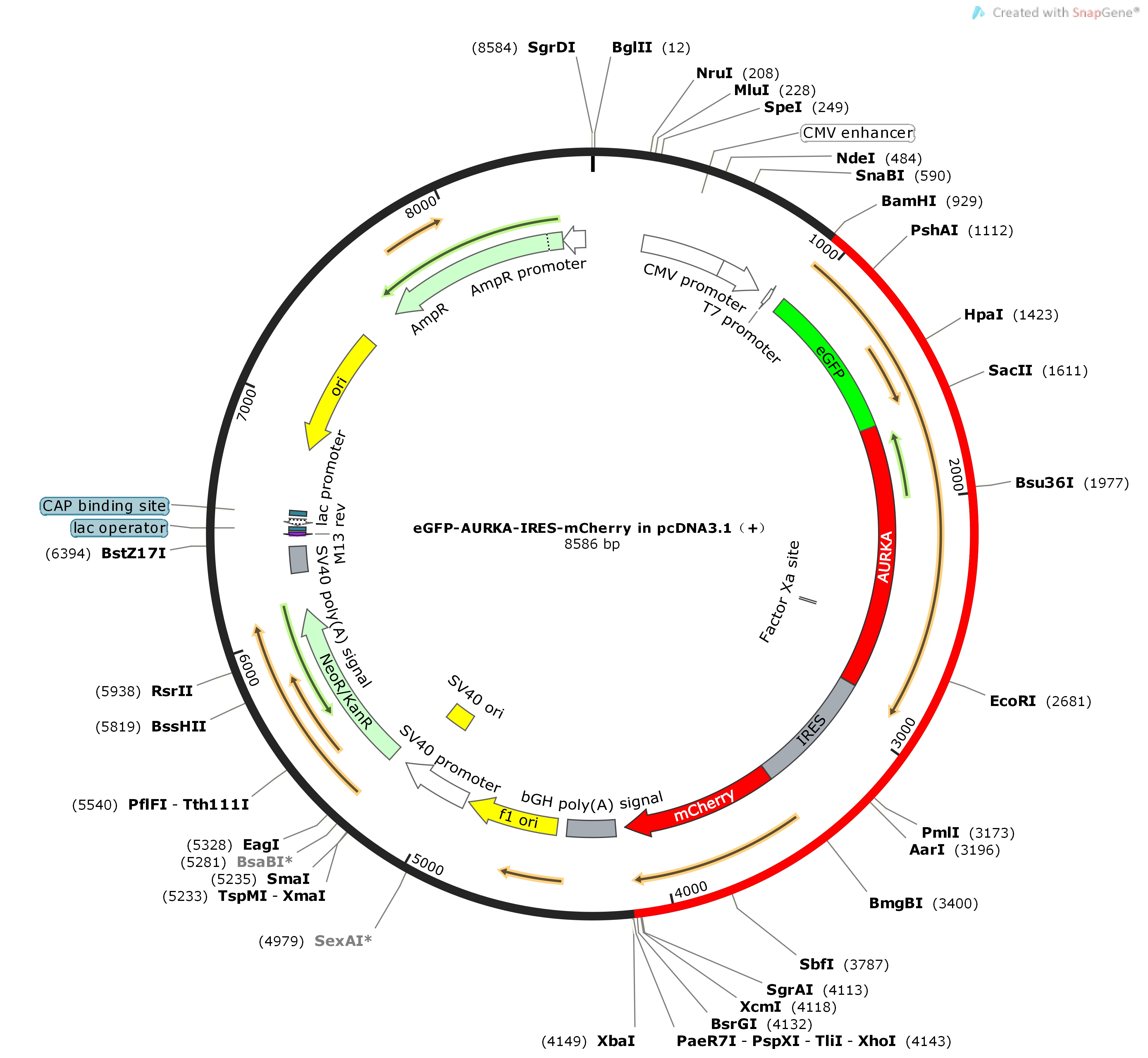 eGFP-AURKA-IRES-mCherryinpcDNA3.1--Map