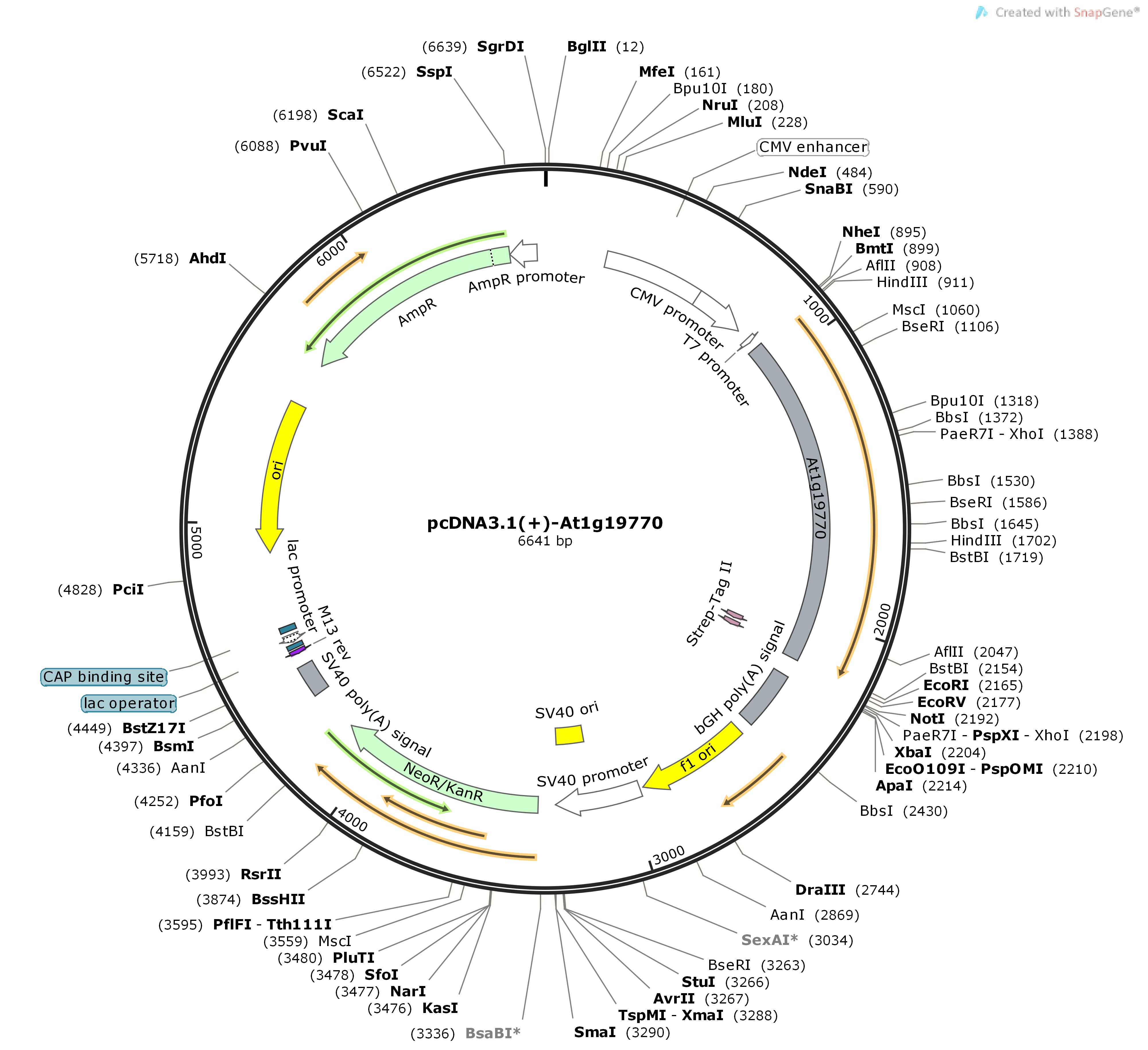 pcDNA3.1---At1g19770Map