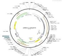 pcDNA3.1---At1g19770Map