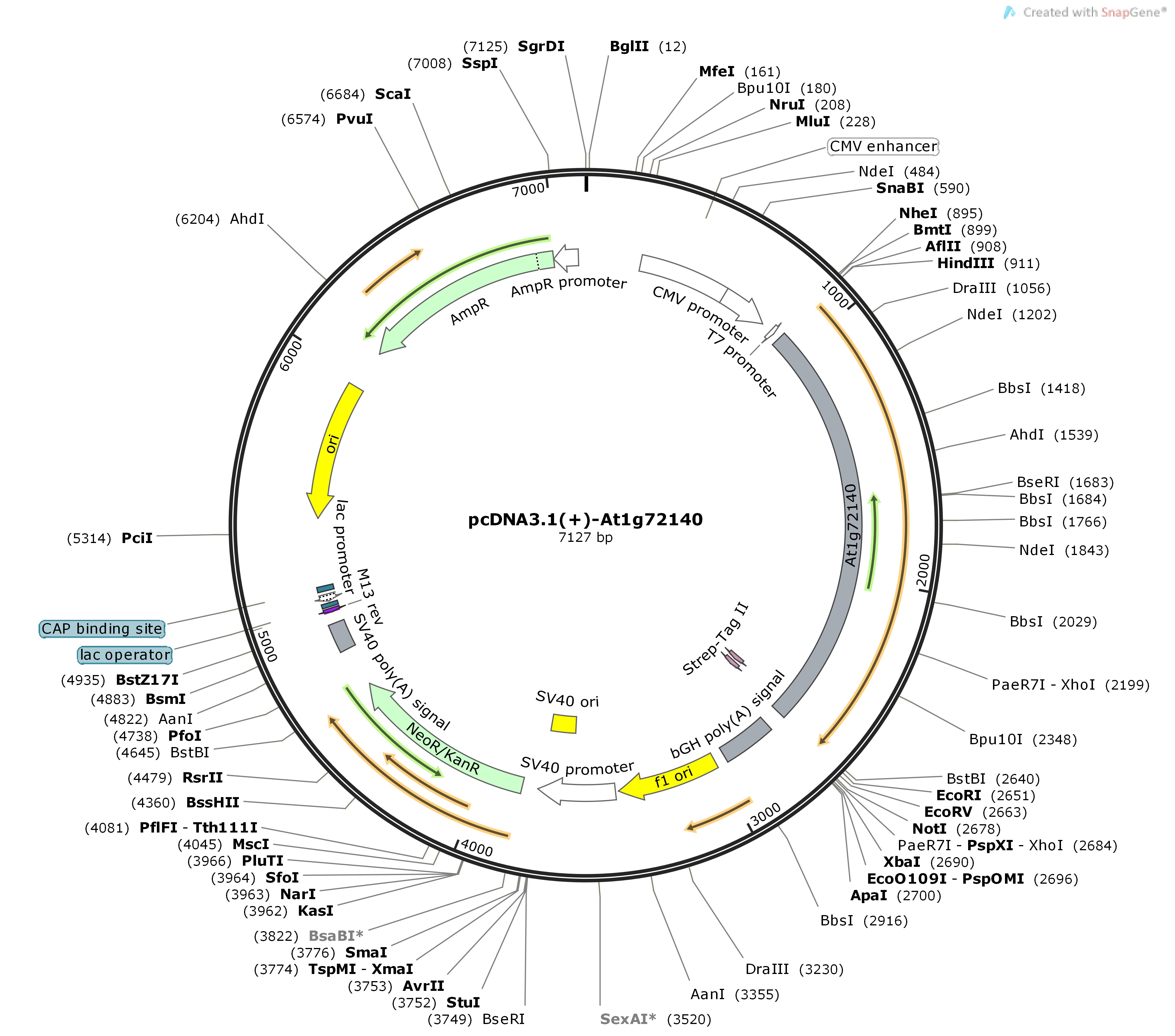 pcDNA3.1---At1g72140Map