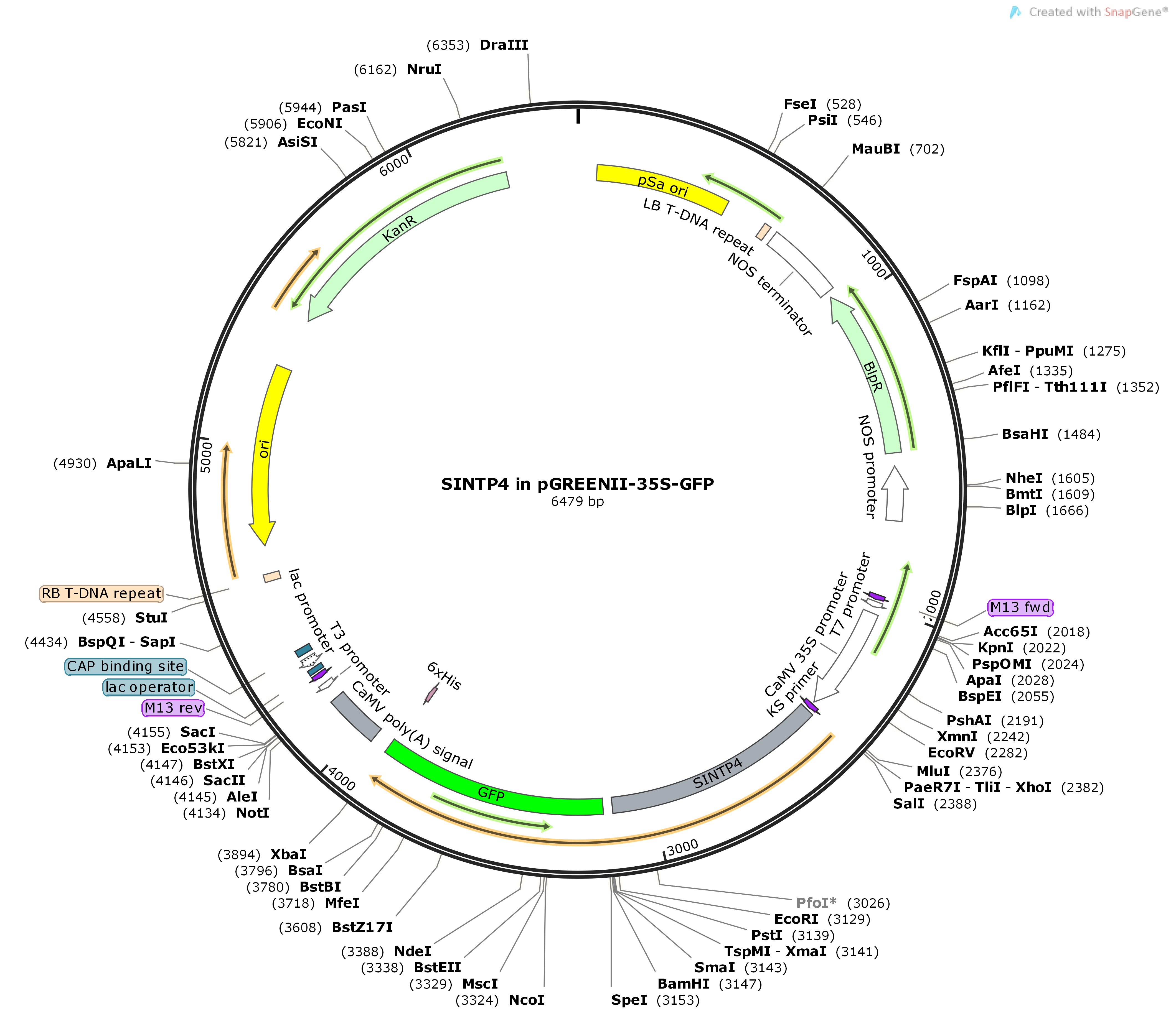 SINTP4inpGREENII-35S-GFPMap
