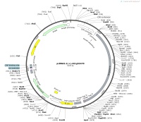 pcDNA3.1---At1g53470Map
