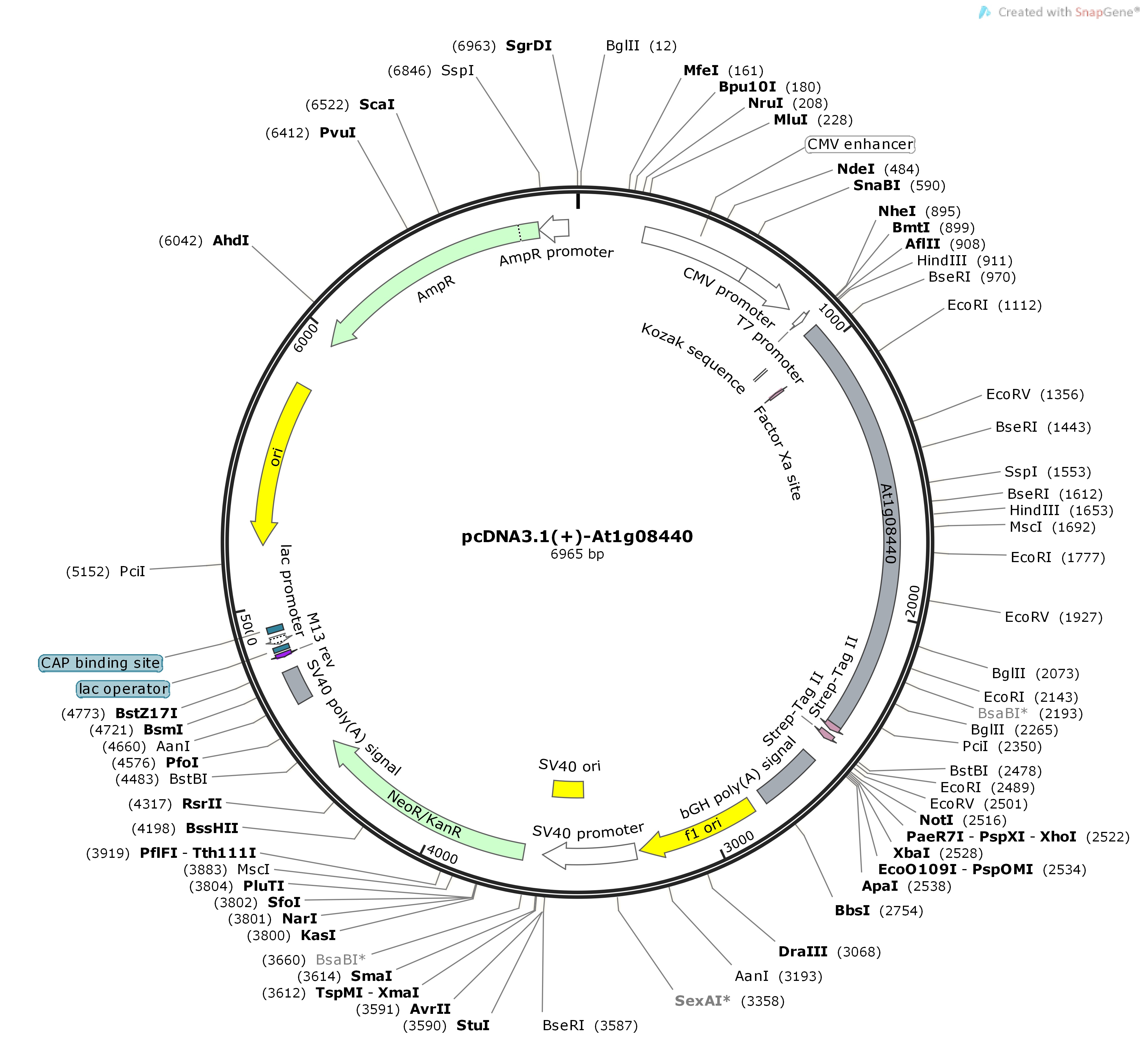 pcDNA3.1---At1g08440Map