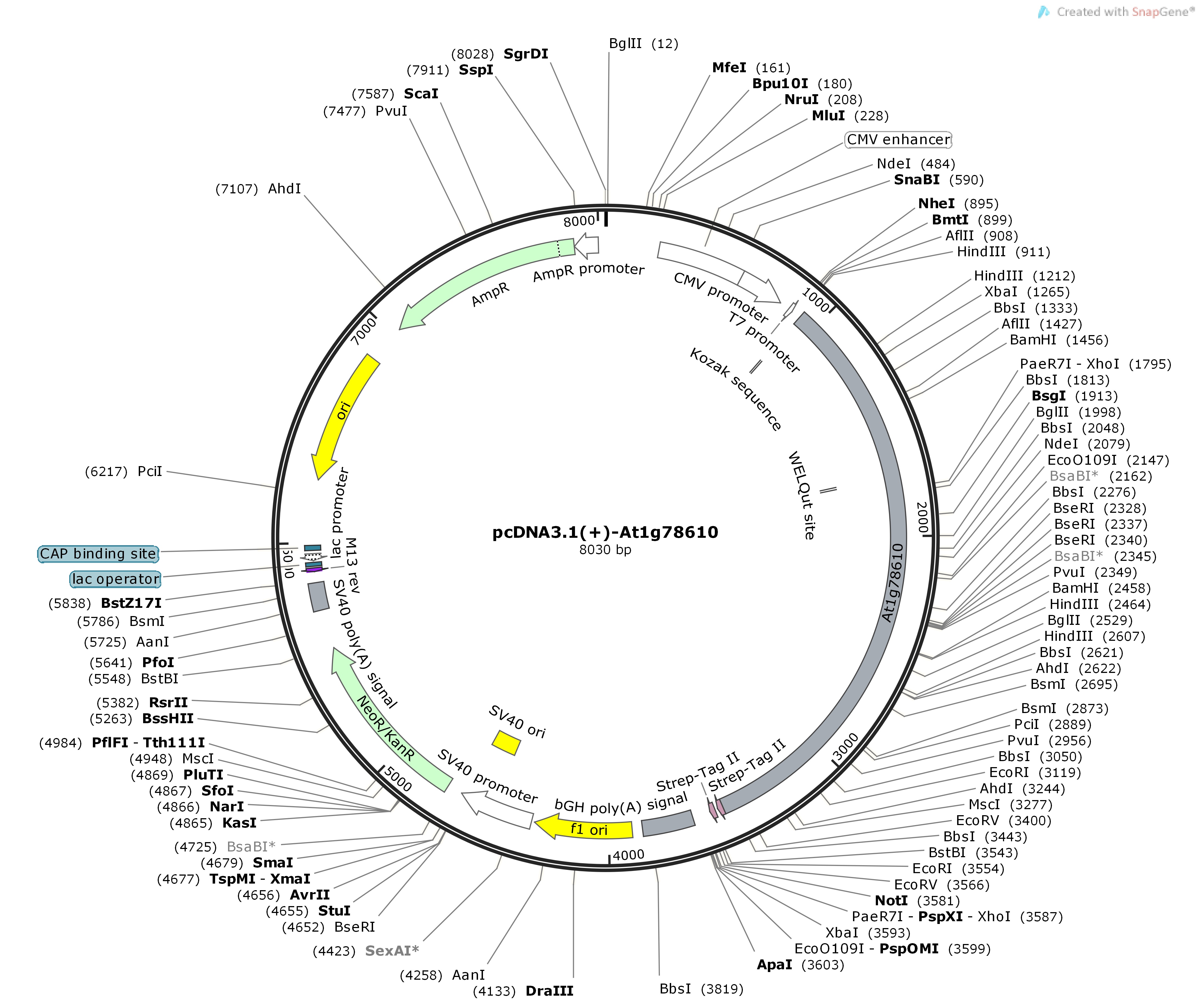 pcDNA3.1---At1g78610Map