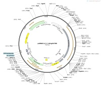 pcDNA3.1---At1g64780Map
