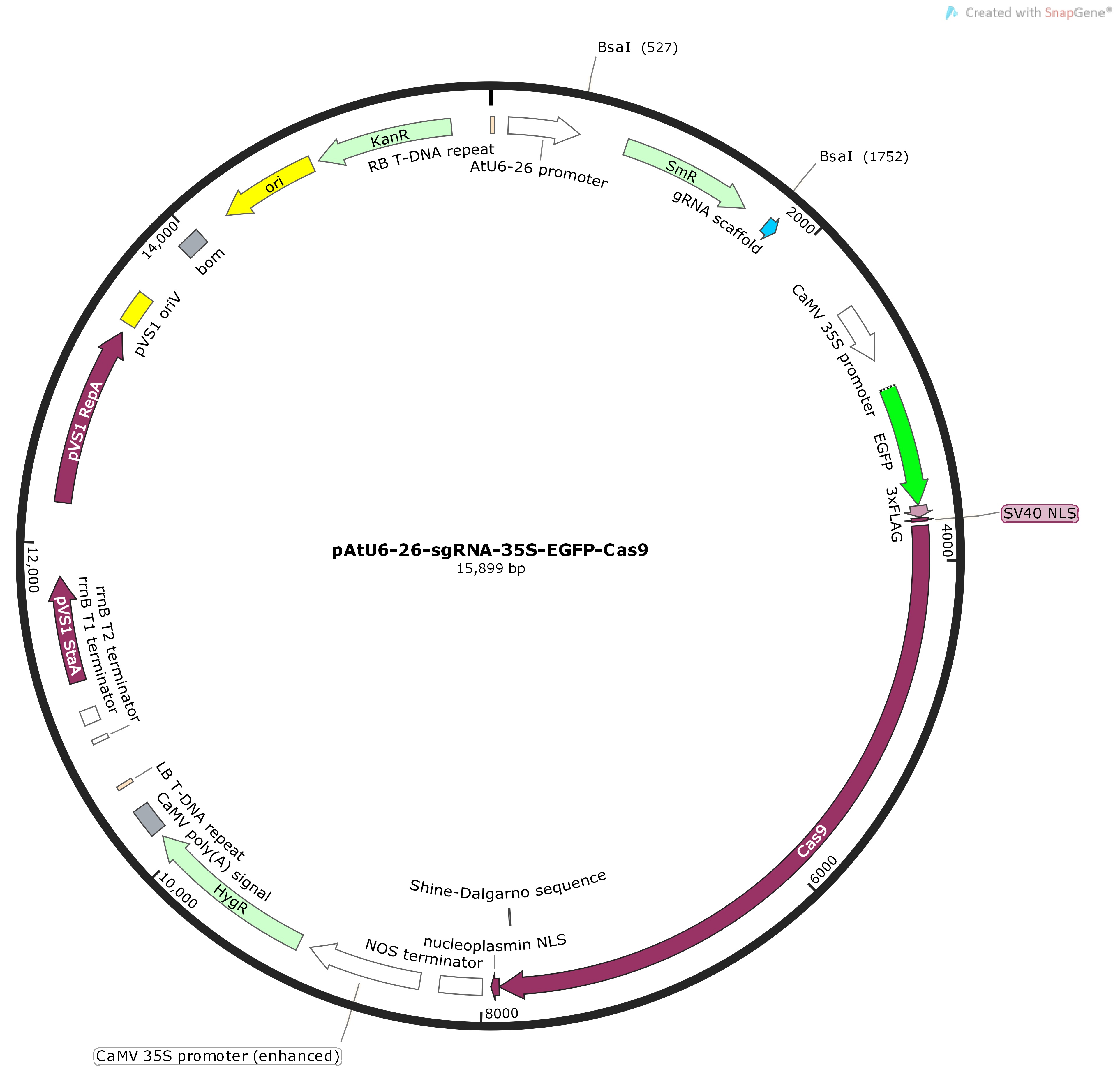 pAtU6-26-sgRNA-35S-EGFP-Cas9Map