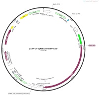 pAtU6-26-sgRNA-35S-EGFP-Cas9Map