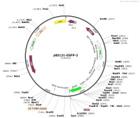 pBI121-EGFP-2Map