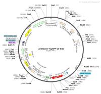 LentiGuide-TagRFP-2A-BSD