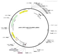 pAAV-cTNT-CasRx-U6-gRNA1-gRNA2
