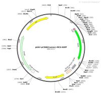 pAAV-pCD68-human--MCS-EGFP