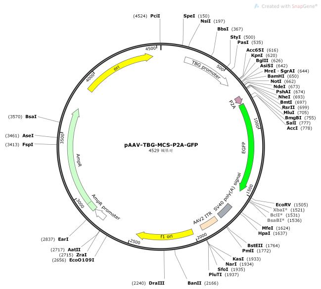 pAAV-TBG-MCS-P2A-GFP
