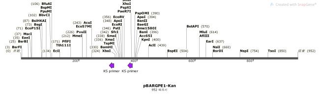 pBARGPE1-Kan