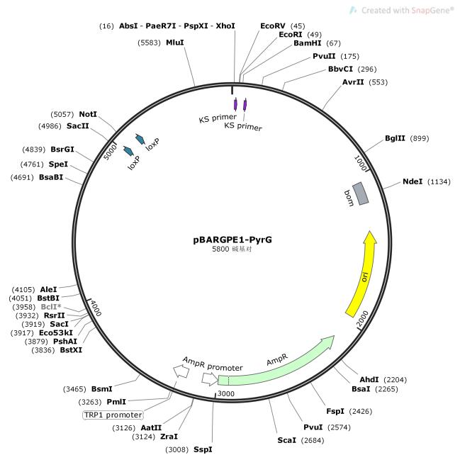 pBARGPE1-PyrG