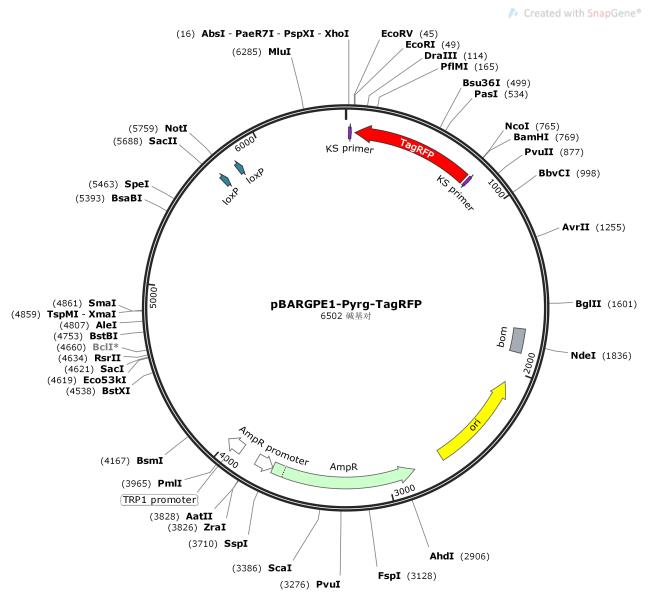pBARGPE1-Pyrg-TagRFP