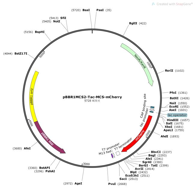 pBBR1MCS2-Tac-MCS-mCherry