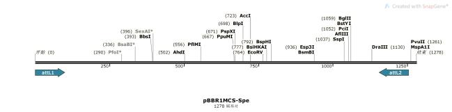 pBBR1MCS-Spe